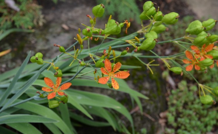 Cây Rẻ quạt, Xạ can, lưỡi đòng - Belamcanda chinensis (L.) DC