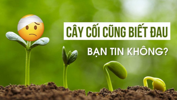 Thế giới thực vật: Nghiên cứu sốc về khả năng chịu đau của cây