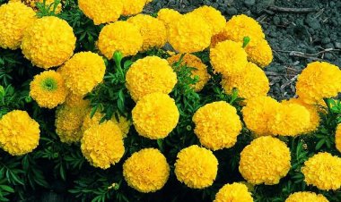 Hoa cúc: Kháng khuẩn, tiêu viêm