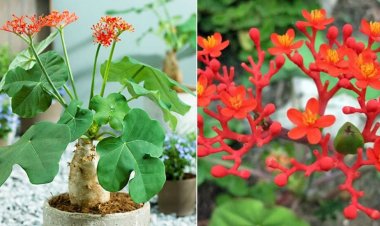 Vì sao cây ngô đồng độc hại tới vậy?