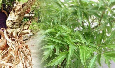 Tác dụng chữa bệnh tuyệt vời từ lá đinh lăng bạn nên biết