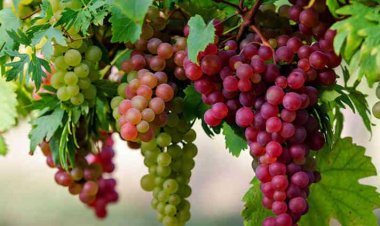 Tác dụng tuyệt vời của trái nho và các chế phẩm làm từ nho