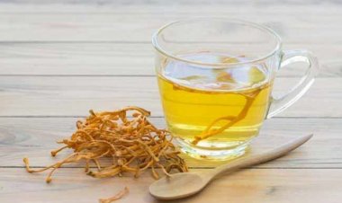 Đông Trùng Hạ Thảo có tác dụng gì mà được ví như `tiên dược` Việt?