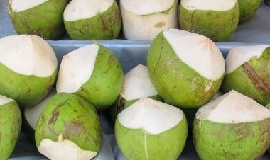 Quả dừa giải nhiệt, tiêu khát, lợi niệu