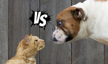 Người nuôi mèo thông minh hơn nuôi chó?