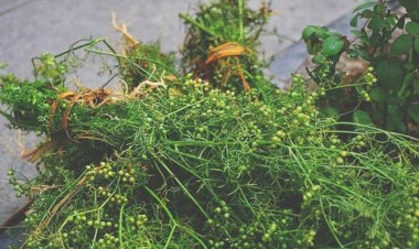 Phong tục tắm lá mùi vào chiều 30 Tết có ý nghĩa gì