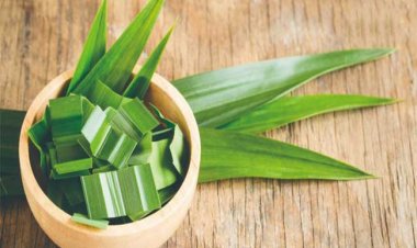 Lợi ích chữa bệnh bất ngờ của lá dứa