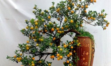 Phong thủy năm mới tối kỵ đặt hoa cây cảnh giữa nhà