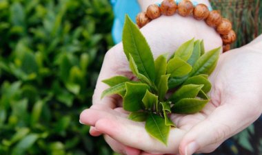 Uống trà xanh, cà phê hàng ngày giảm nguy cơ đau tim, đột quỵ