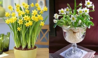 Những loài hoa cần tuyệt đối kiêng kị bày trên bàn thờ hoặc trong nhà ngày Tết Nguyên đán