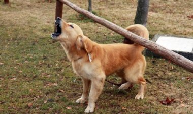 Tại sao chó lại sủa và cắn một số người, nhưng với người khác lại không?