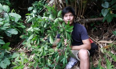 Bắc Giang: Đi tìm loài sâm tiến vua bị lãng quên ở núi Dành