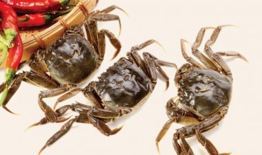 Chữa đau răng, viêm thận cấp hiệu quả với các bài thuốc từ cua đồng