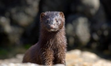 WHO: Loài thỏ và chồn có thể là động vật lây lan virus SARS-CoV-2 sang người