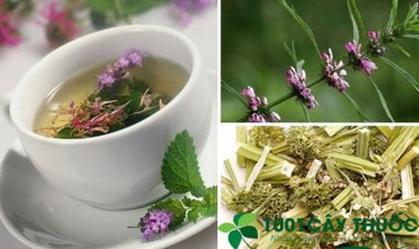 Các bài thuốc từ cây ích mẫu