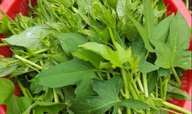 Ăn lá rau khoai lang được mệnh danh là 'rau trường thọ' chủ yếu nhờ vào 6 tác dụng chính này