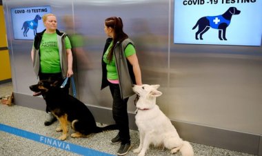 Chó đánh hơi phát hiện người mắc COVID-19