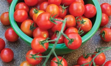 Cà chua và 10 lợi ích tuyệt vời với sức khỏe
