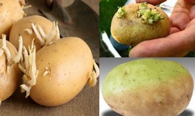 Những điều đại kỵ khi ăn khoai tây để không gây hại cho sức khỏe