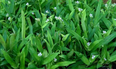 Cỏ Bắc Kinh Điều trị ung thư hạch, ung thư gan, tiểu đường?