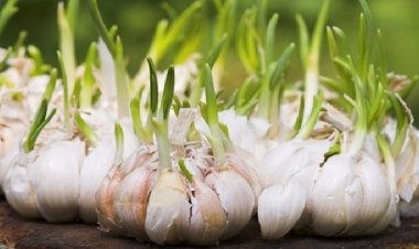 Hướng dẫn làm tỏi mọc mầm chống 14 loại tế bào ung thư