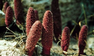 Tỏa dương, vị thuốc chữa liệt dương