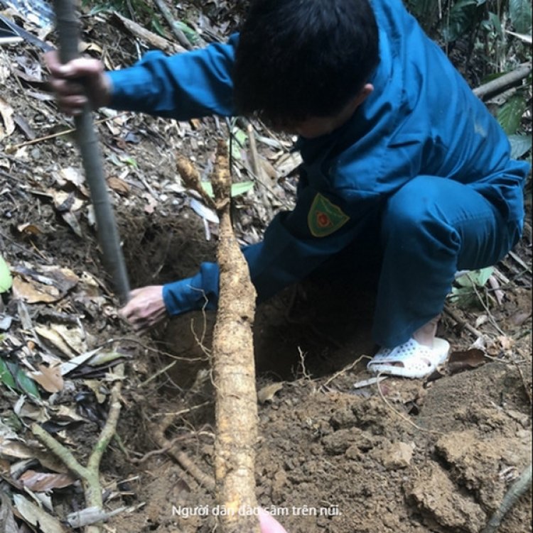 Cây sâm nam, Cây thuốc vị thuốc, Sâm Nam