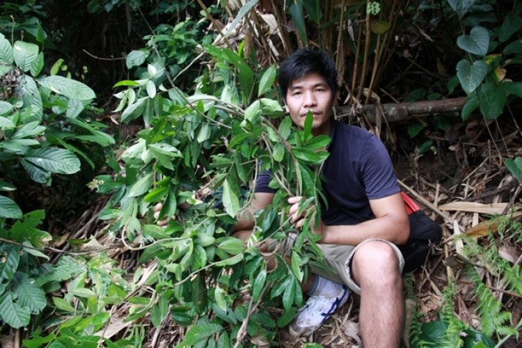 Bắc Giang: Đi tìm loài sâm tiến vua bị lãng quên ở núi Dành