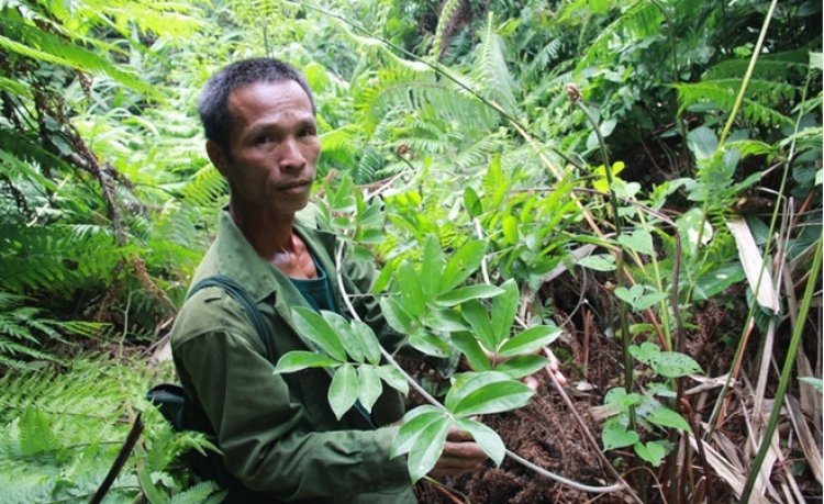 Cây sâm nam, Cây thuốc vị thuốc, Sâm Nam