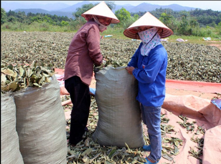 Cây chè rừng đang bị dân buôn tận diệt bán cho Trung Quốc