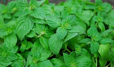 Lá cây bạc hà có tác dụng gì cùng cây thuốc vị thuốc khám phá tác dụng của lá bạc hà