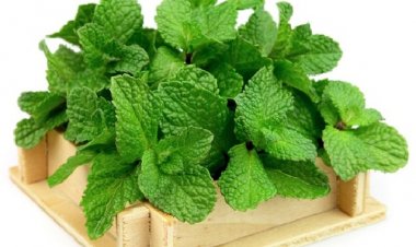 Khám phá 10 lợi ích sức khỏe không ngờ của lá bạc hà