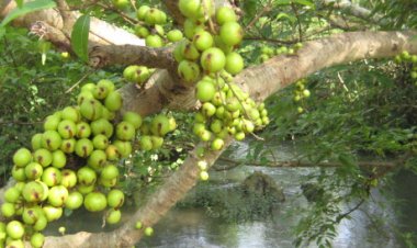 Loại quả đầy bờ ao quê: Trước rụng bỏ đi, nay gom bán giá đắt đỏ