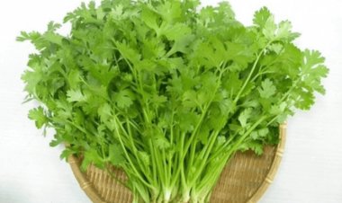 Những người đại kỵ với rau mùi, tuyệt đối đừng ăn kẻo mang họa