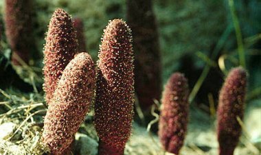 Sự thật về nấm ngọc cẩu, Nấm tỏa dương Cynomorium songaricum