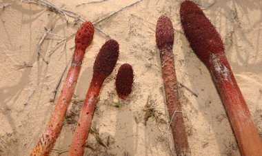 Họ Nấm Malta, Tỏa Dương, Cynomorium coccineum, Cynomorium songaricum