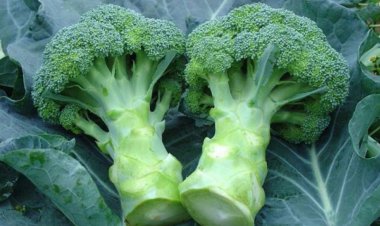 11 loại thực phẩm có tác dụng thải độc cho cơ thể