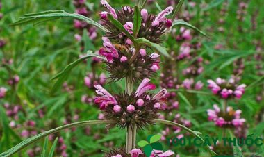 Cây ích mẫu tốt cho phụ nữ nhưng bà bầu có nên sử dụng?