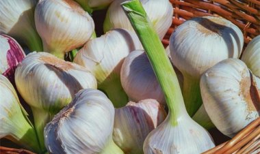 4 loại rau nảy mầm không những không có hại mà dinh dưỡng có thể tăng lên gấp đôi