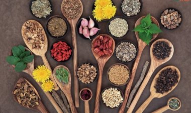 Những bài thuốc Đông y hỗ trợ điều trị bệnh xơ gan hiệu quả