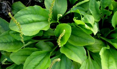 Loại cây quen thuộc giúp ngừa ung thư, cai thuốc lá