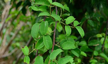 Xuyên tiêu (Zanthoxylum nitidum (Roxb.) DC)