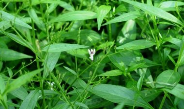 Xuyên tâm liên (Andrographis paniculata (Burm. f.) Nees.)