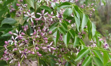 Xoan  (Melia azedarach L.)