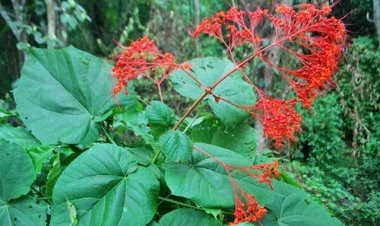 Xích đồng nam (Clerodendrum Squamatum Vahl)