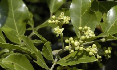 Vương tùng (Murraya glabra (Guillaum.) Guillaum)