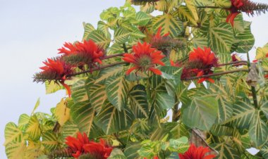 Vông nem (Erythrina variegata L. var Orientalis (L.) Merr)