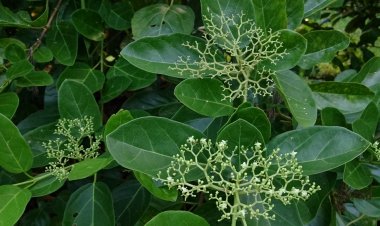 Tác dụng tốt cho sức khỏe của Rau Vọng Cách