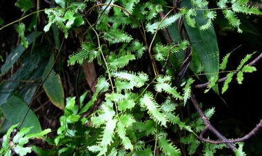 Bòng bong (Lygodium flexuosum)