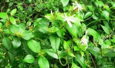 Vằng (Jasminum subtriplinerve Blume)